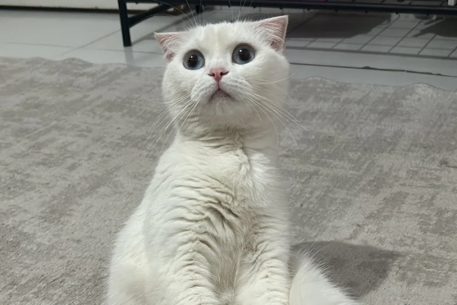 Pamuk kızımıza yuva arıyoruz 2