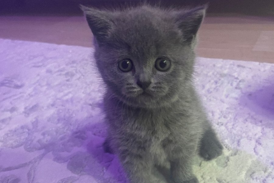 Sevimli British Shorthair Prensesimiz 2