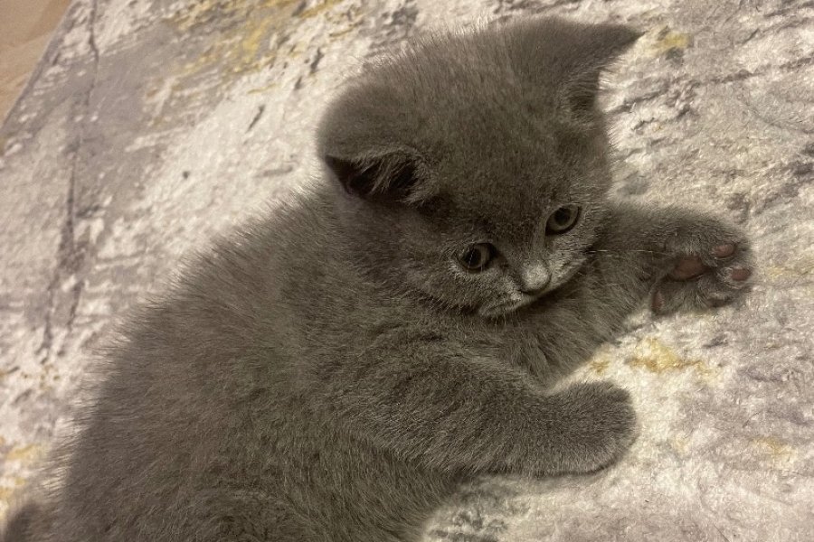 Sevimli British Shorthair Prensesimiz 3