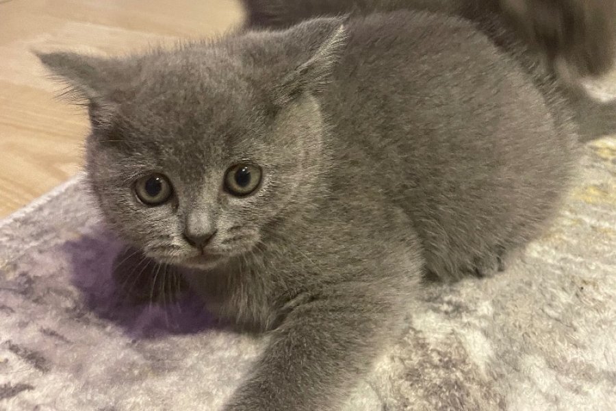 Sevimli British Shorthair Prensesimiz 1