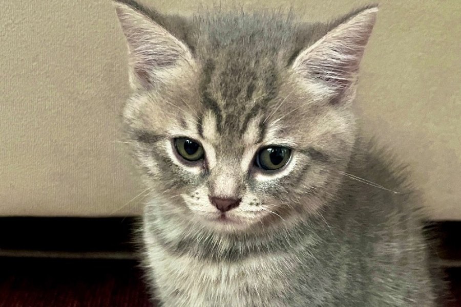 Safkan tatlı kedi 1