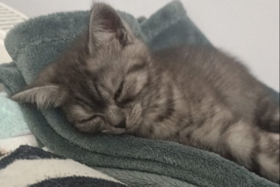 Sevimli British Shorthair Yavrumuz Yuva Arıyor 3