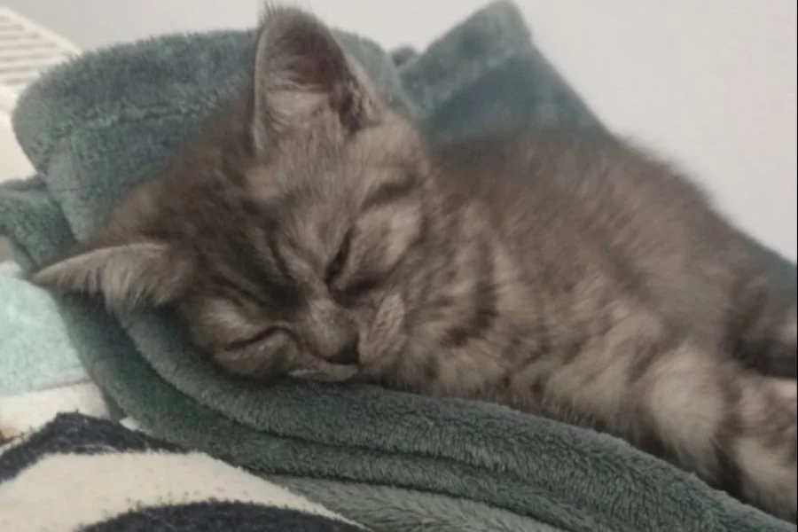 Sevimli British Shorthair Yavrumuz Yuva Arıyor 3
