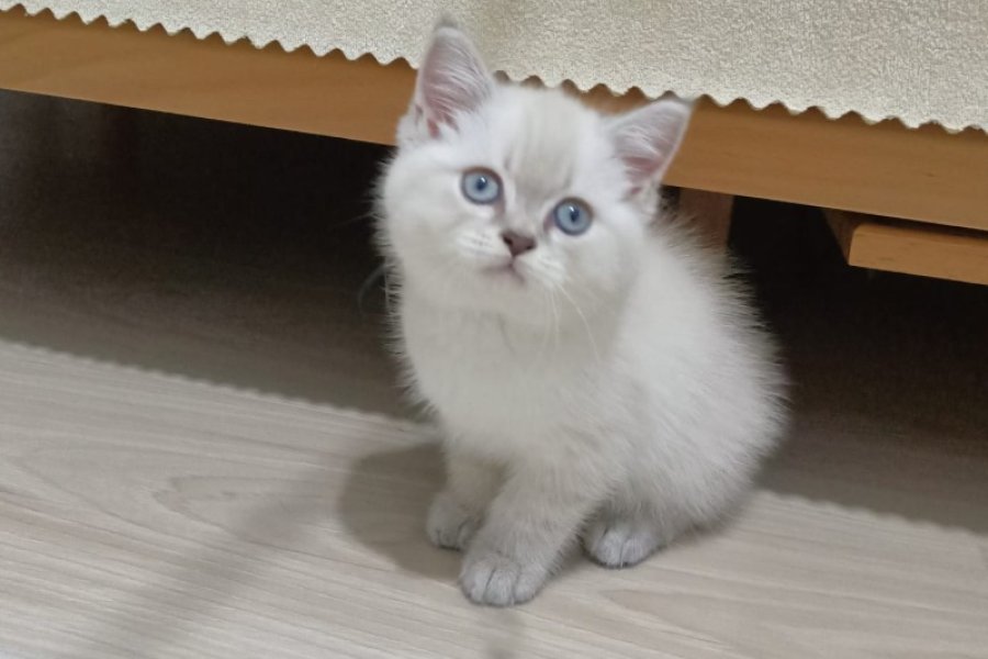 Tatlı british shorthair 1