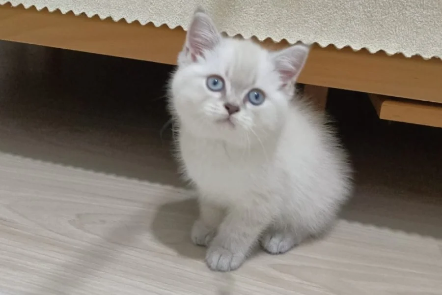 Tatlı british shorthair 1