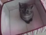 Sevimli British Shorthair Yavrumuz Yuva Arıyor