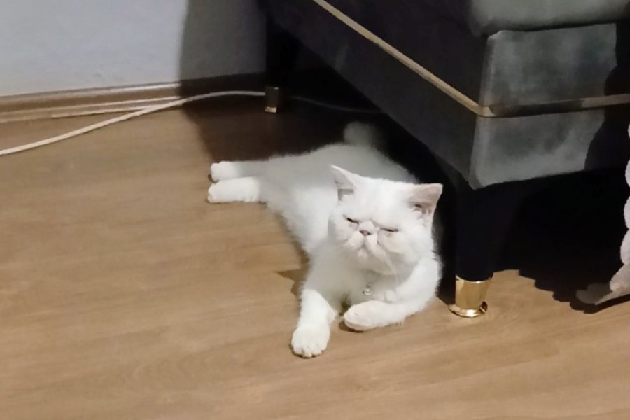 Biraz Tombişim ama ben çok tatlıyıımm ! 1