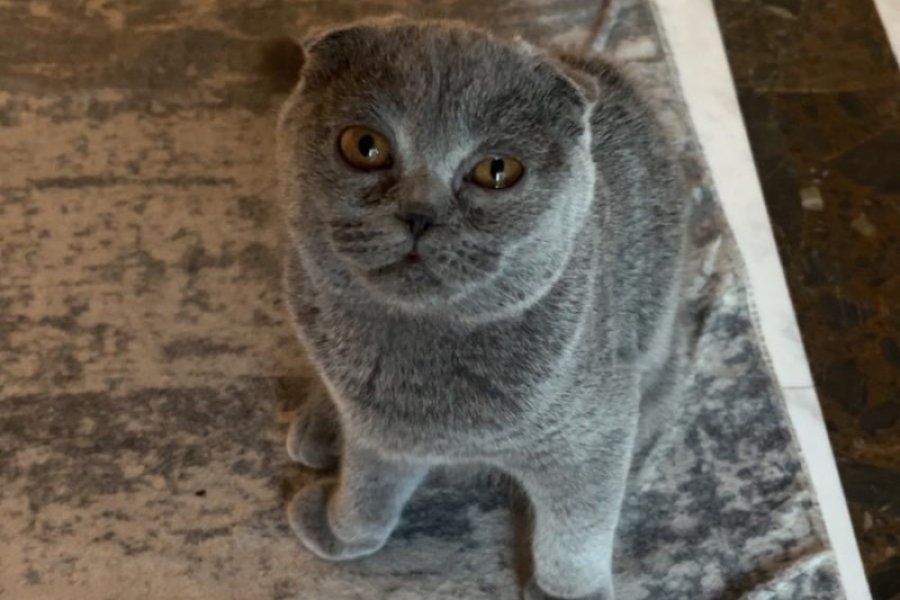 Sevecen Scottish Fold Yavrumuz 1