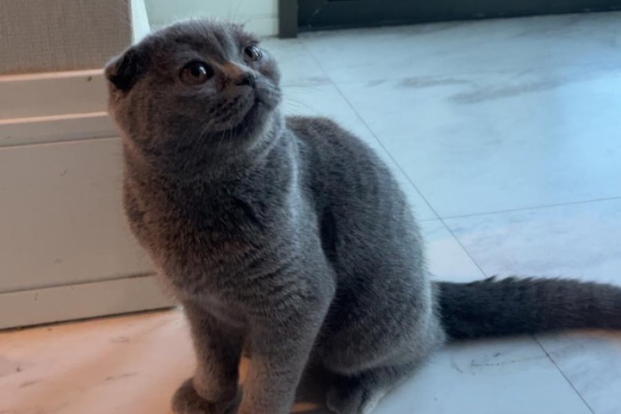 Sevecen Scottish Fold Yavrumuz 2
