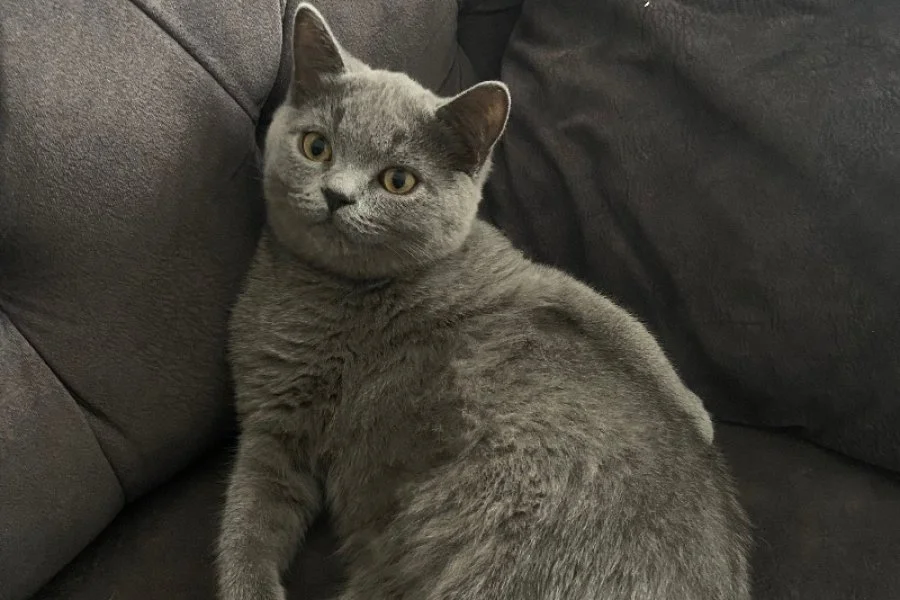 Yavru British Shorthair 1
