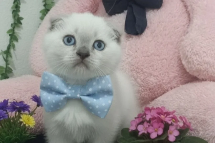 MAVİŞ GÖZLÜ TOP SURAT BEBEK TESLİME HAZIR 2