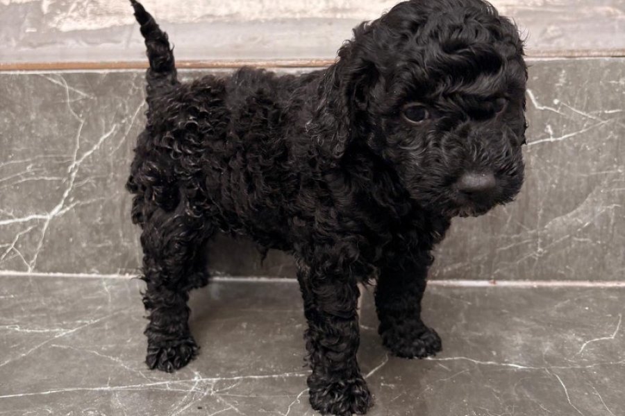 Toy poodle 1