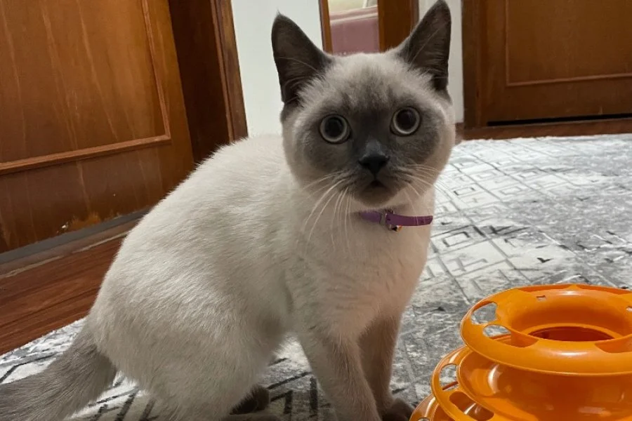 Sevimli British Shorthair Yavrumuza Yeni Yuva Arıyoruz 1