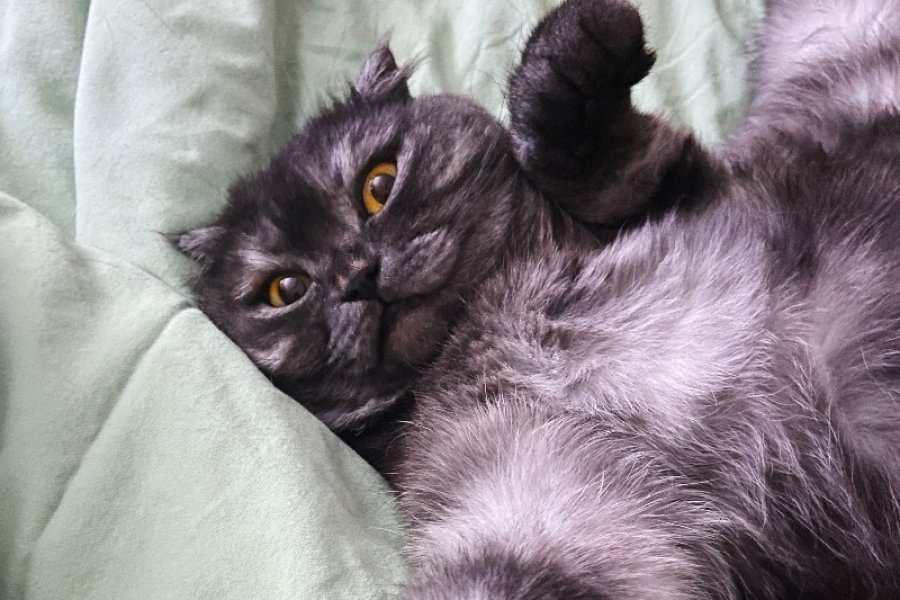 Scottish Fold 5 Yaşında Dişi. Ücretsiz sahiplendirme 3