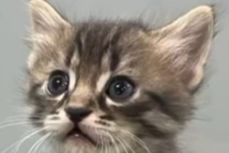 Merkalı sevecen Leo kedimiz sicak bir yuva arıyor. 1