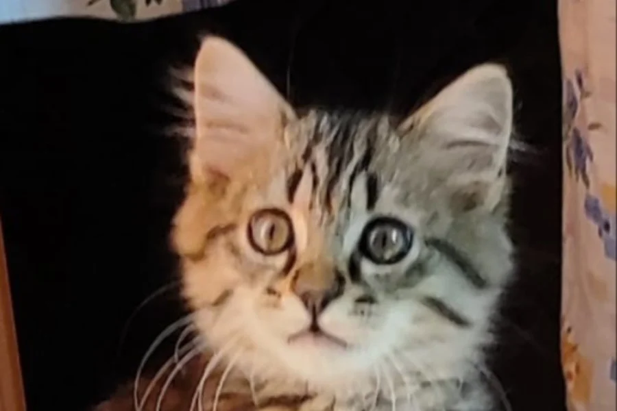 Merkalı sevecen Leo kedimiz sicak bir yuva arıyor. 2