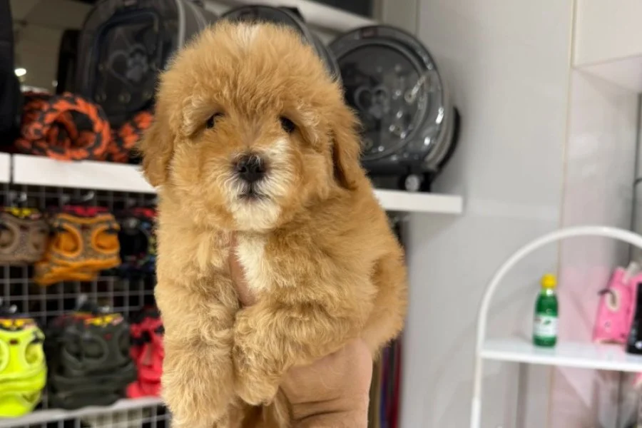 Sevimli ve Enerjik Toy Poodle Yavrumuz 3