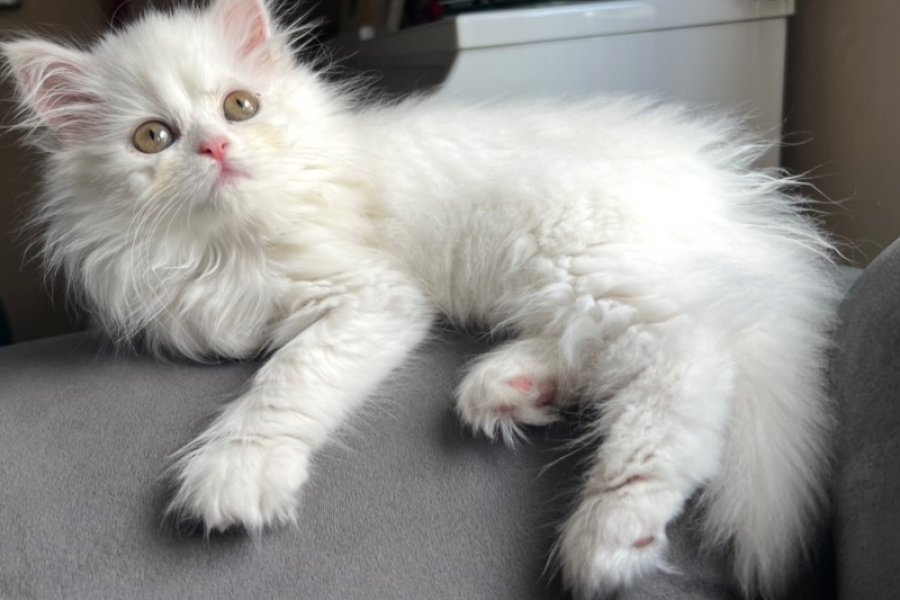 Pamuk 1