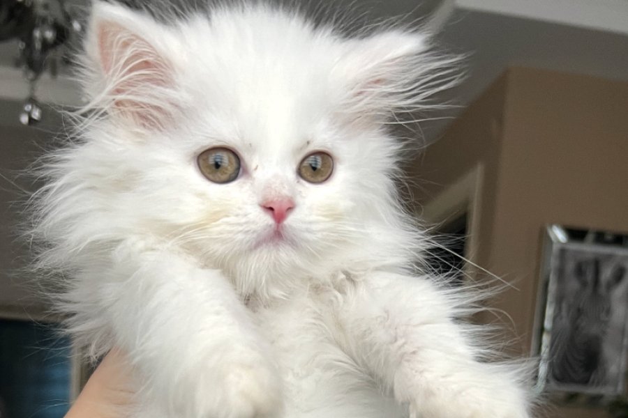 Pamuk 2