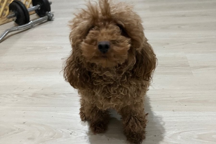 Çok Tatlı Kısırlaştırılmış Dişi Toy Poodle 1