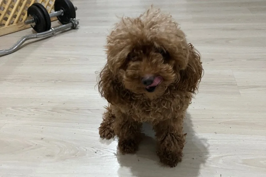 Çok Tatlı Kısırlaştırılmış Dişi Toy Poodle 3