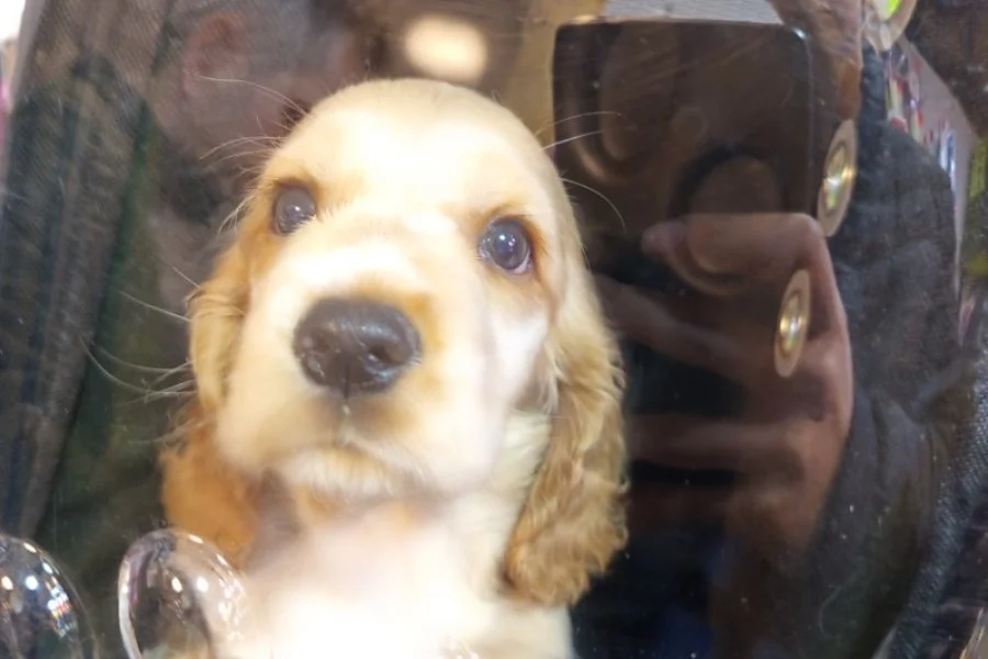 American cocker tam ev köpeği 3