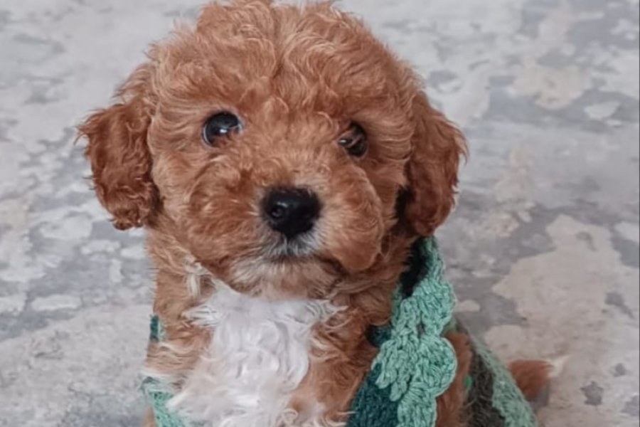 Sevimli Toy Poodle Yavrumuz Yeni Yuvayı Arıyor 1