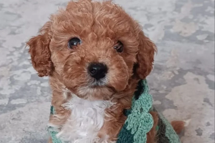 Sevimli Toy Poodle Yavrumuz Yeni Yuvayı Arıyor 1