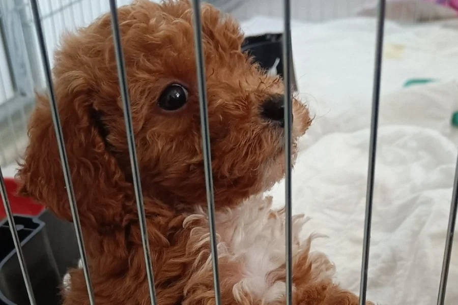 Sevimli Toy Poodle Yavrumuz Yeni Yuvayı Arıyor 2