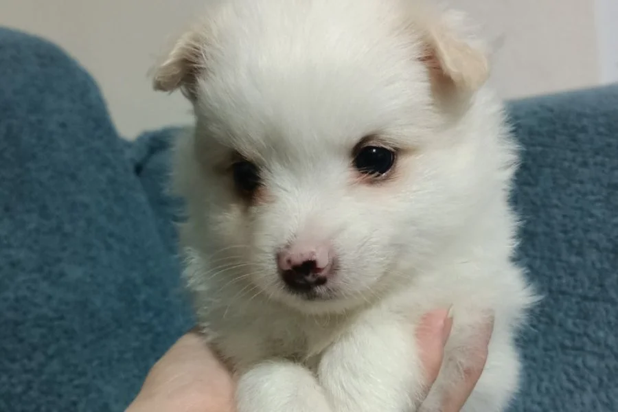 Spitz pomerian yavrular aile evinden 3