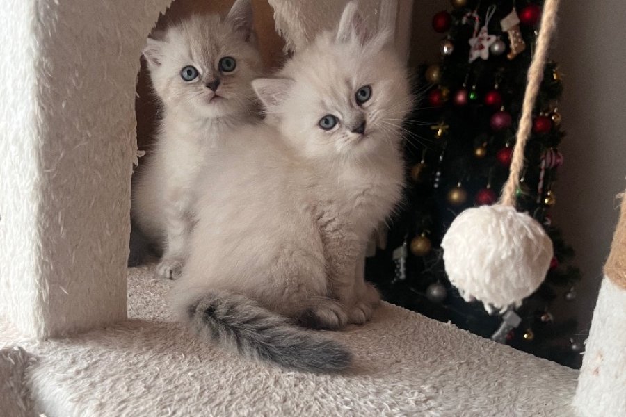 British Longhair yavrularımız 4