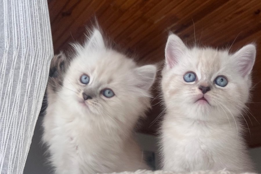 British Longhair yavrularımız 3