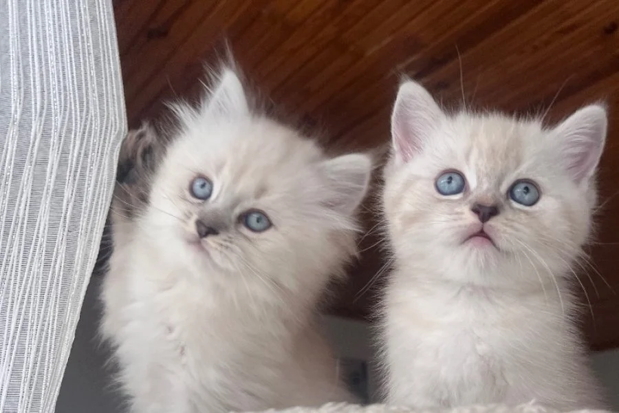 British Longhair yavrularımız 3
