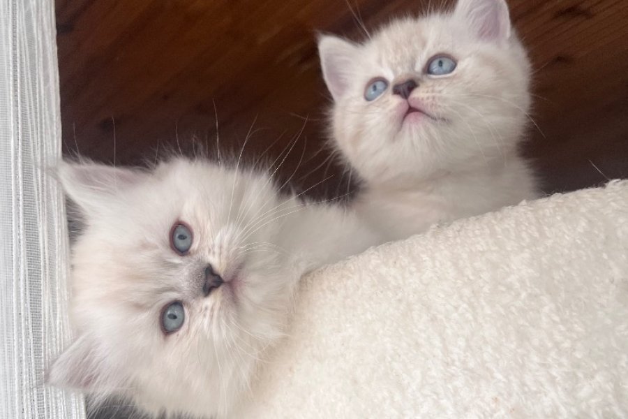 British Longhair yavrularımız 5