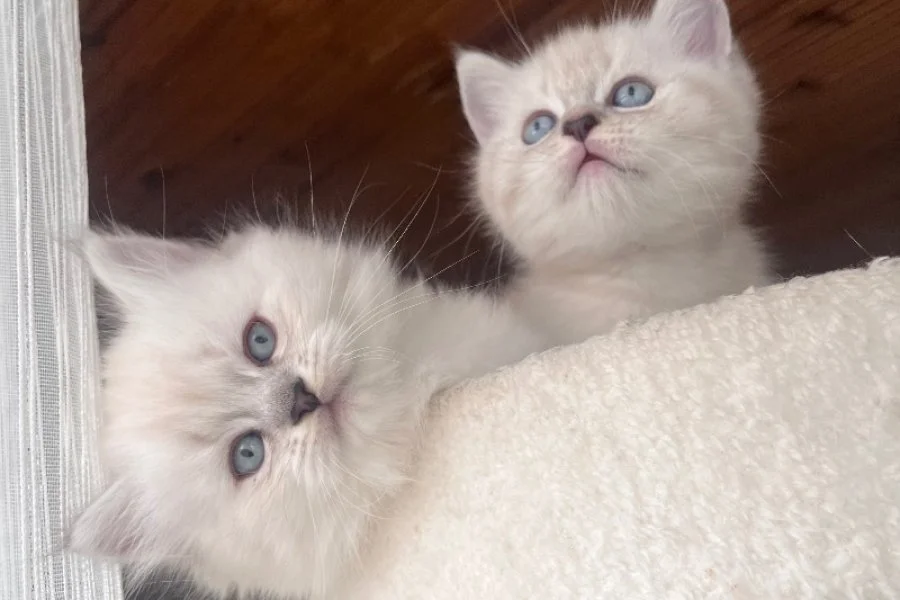 British Longhair yavrularımız 5