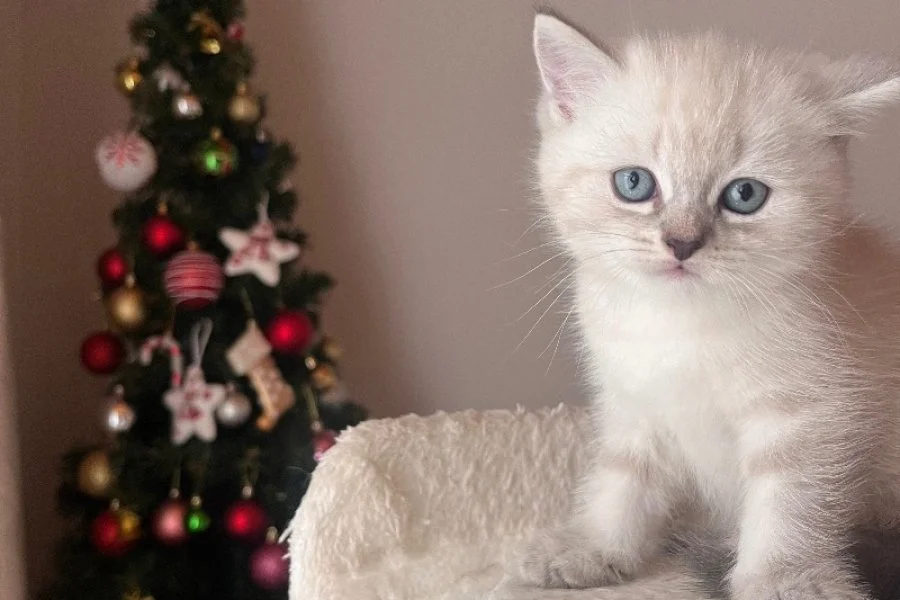 British Longhair yavrularımız 2