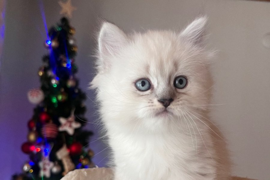 British Longhair yavrularımız 1
