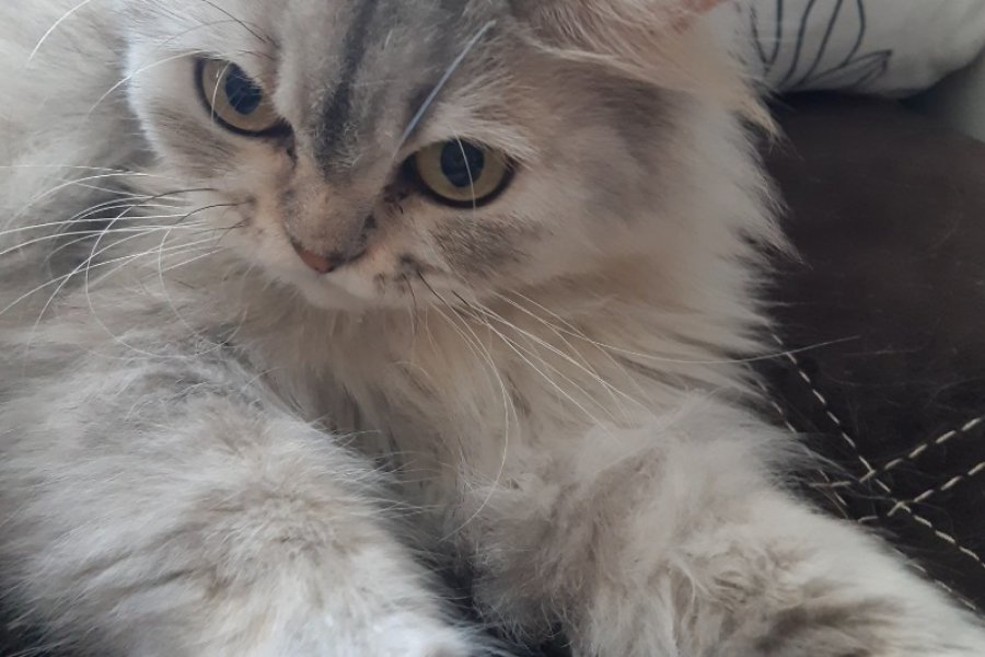 Safkan Chinchilla Kedimiz: Sevimli ve Sakin 2