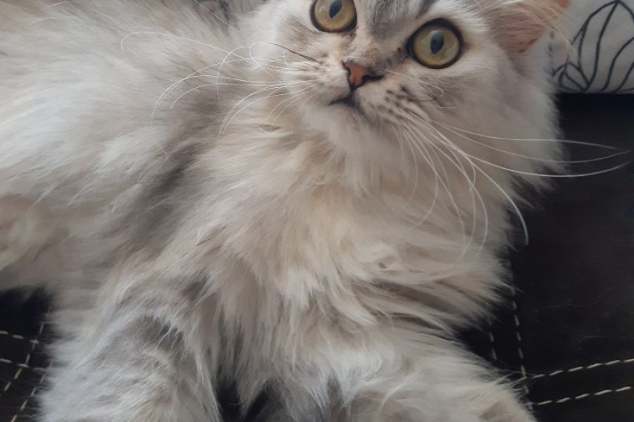 Safkan Chinchilla Kedimiz: Sevimli ve Sakin 1