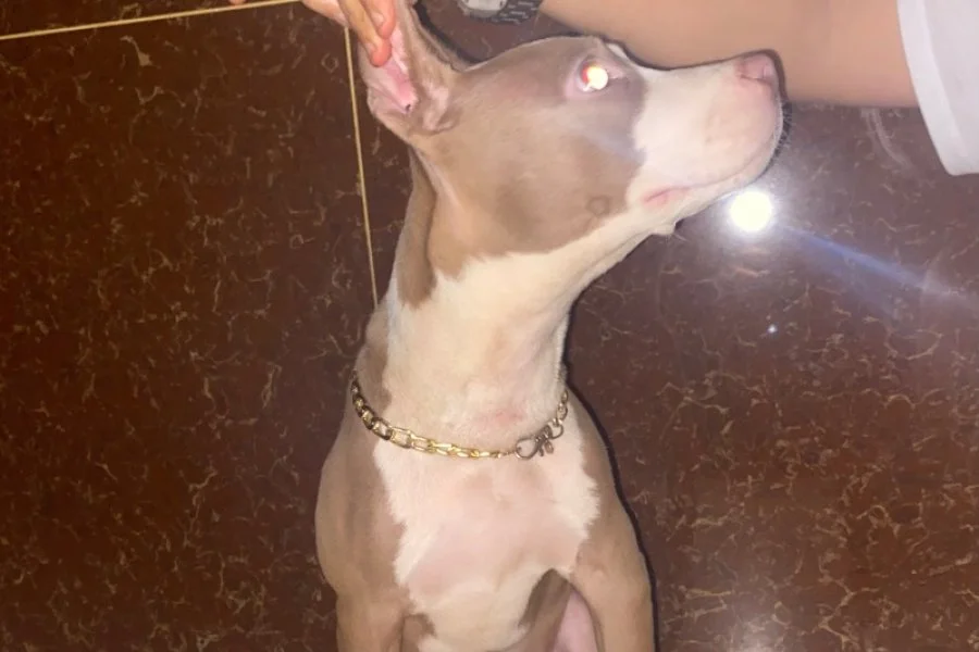 Amerikan rednose acill 3