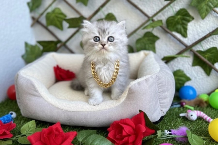DİKKAT BAĞIMLILIK YAPAR DİŞİ SİLVER POFUDUK BEBE 3
