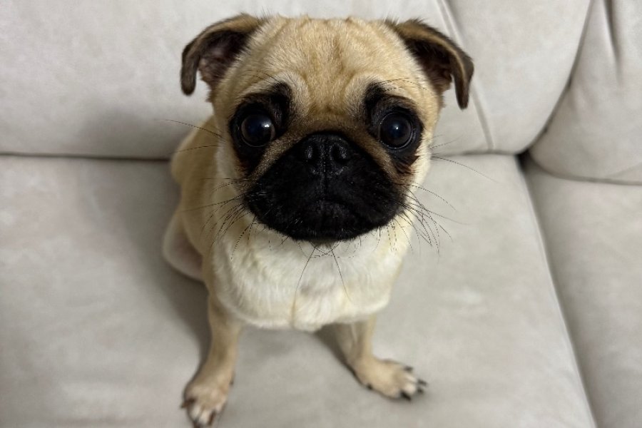 Simit kuyruk Pug 1