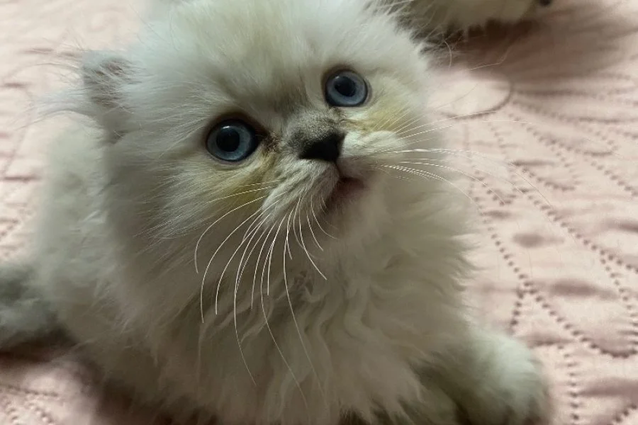 2 Aylık Disi Chinchilla Yavru 1