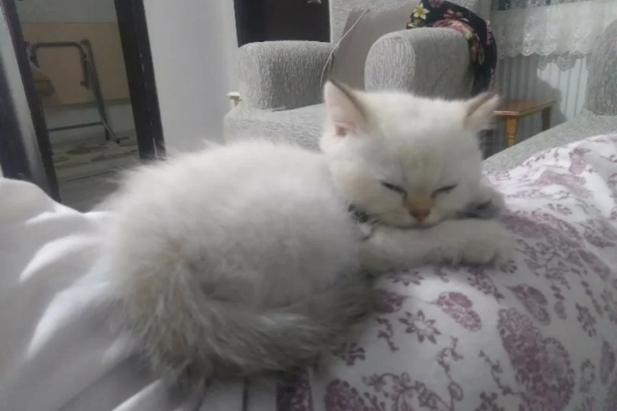 British shorthair 3