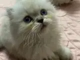 2 Aylık Disi Chinchilla Yavru