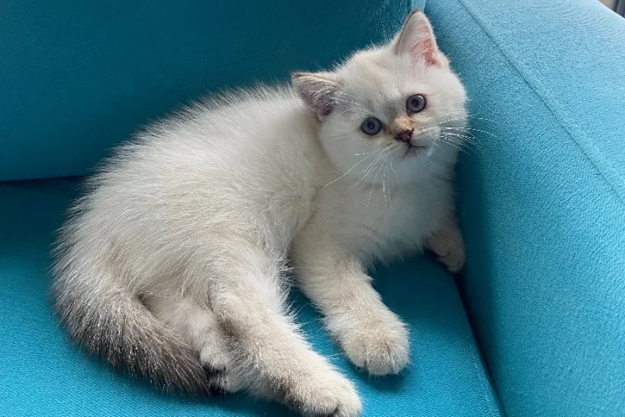 Sevimli British Shorthair Yavrumuz 3