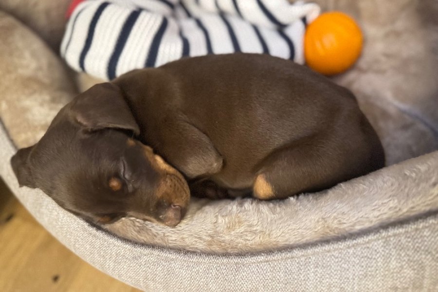 Yavru doberman 2