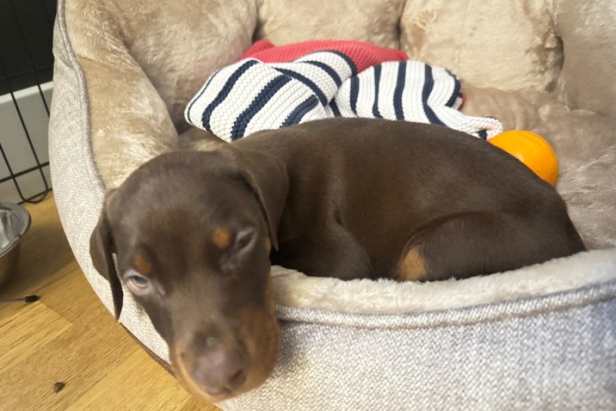 Yavru doberman 3