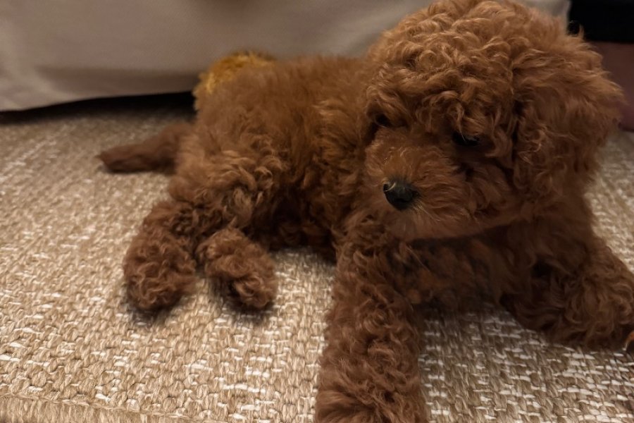 Toy Poodle Yavrumuz 1