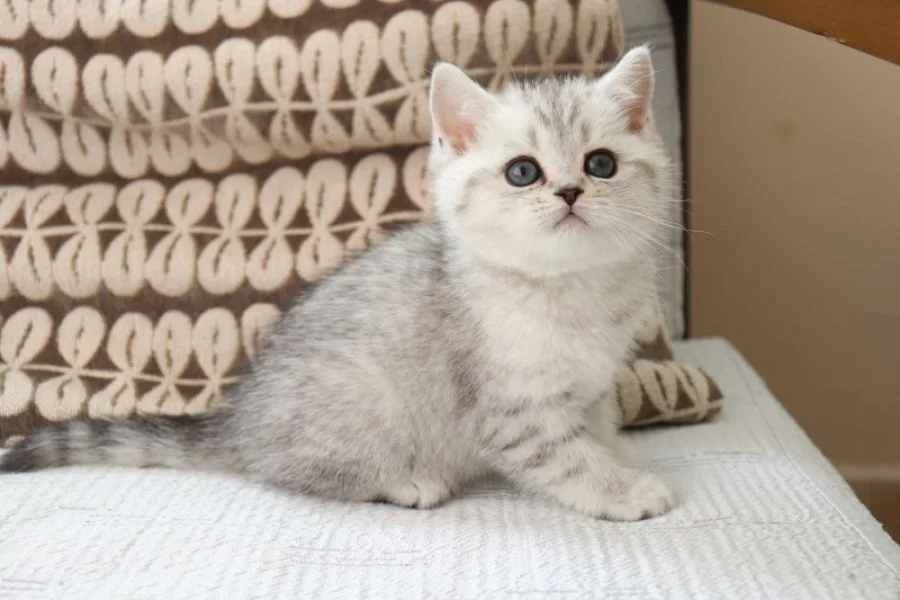 Muhtesem British Shorthair ve Longhair Bebeklerim 5
